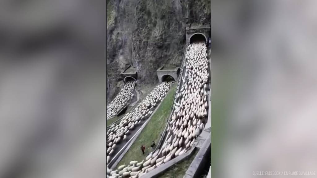 Eindrücklicher Alpaufzug am San Boldo Pass