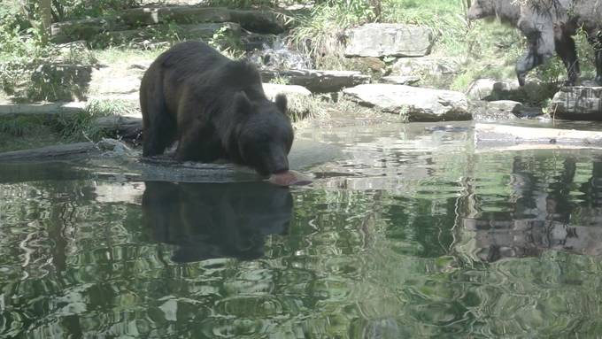 Schatten oder Dusche? In Bern haben die Tiere die Wahl