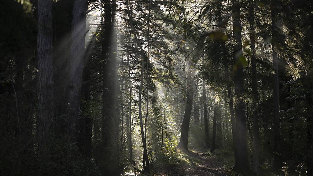 Landschaft im Nebel: Wald in Weite SG am Dienstag.