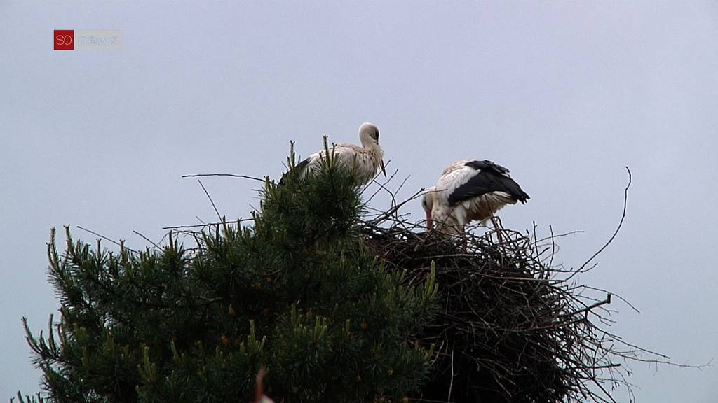 Storchensterben