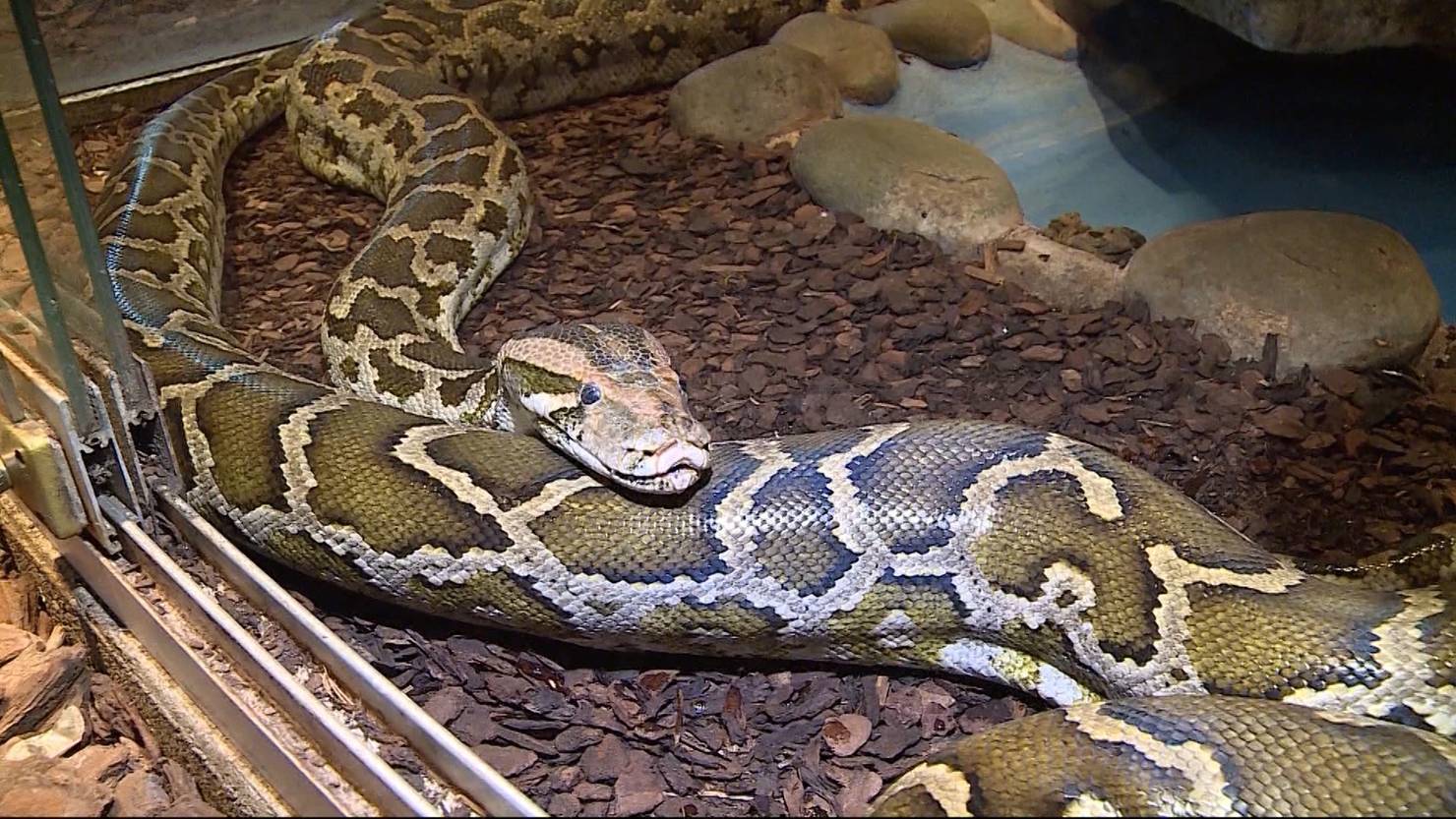 Würgeschlangen in der Stube, Vogelspinnen im Keller - TeleZüri