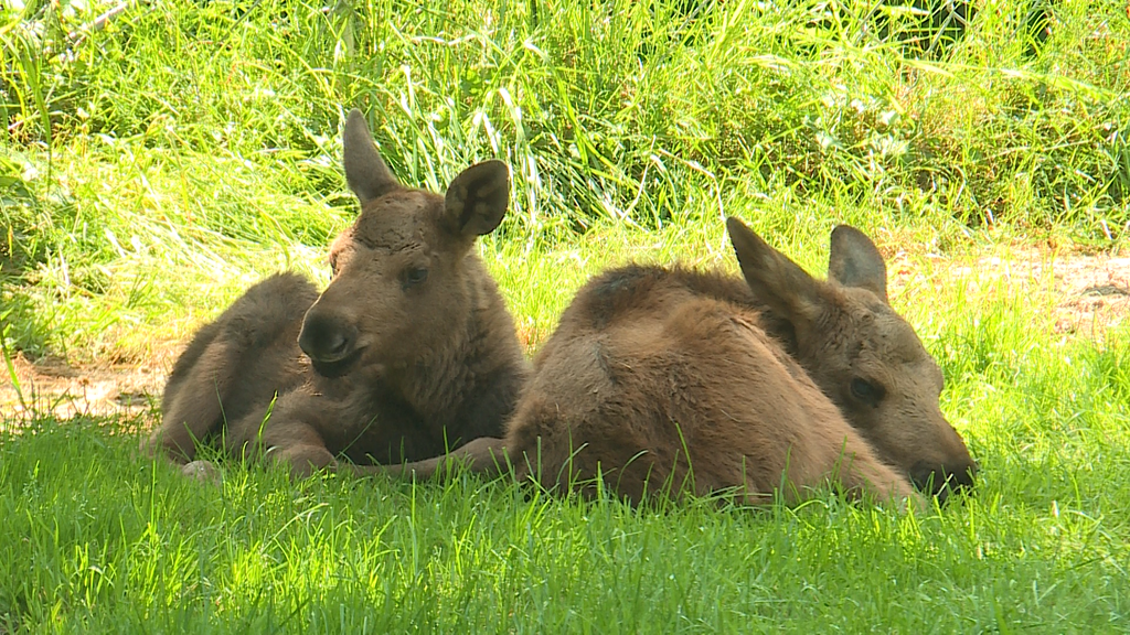 Jungtier-Boom Tierpark Bern 