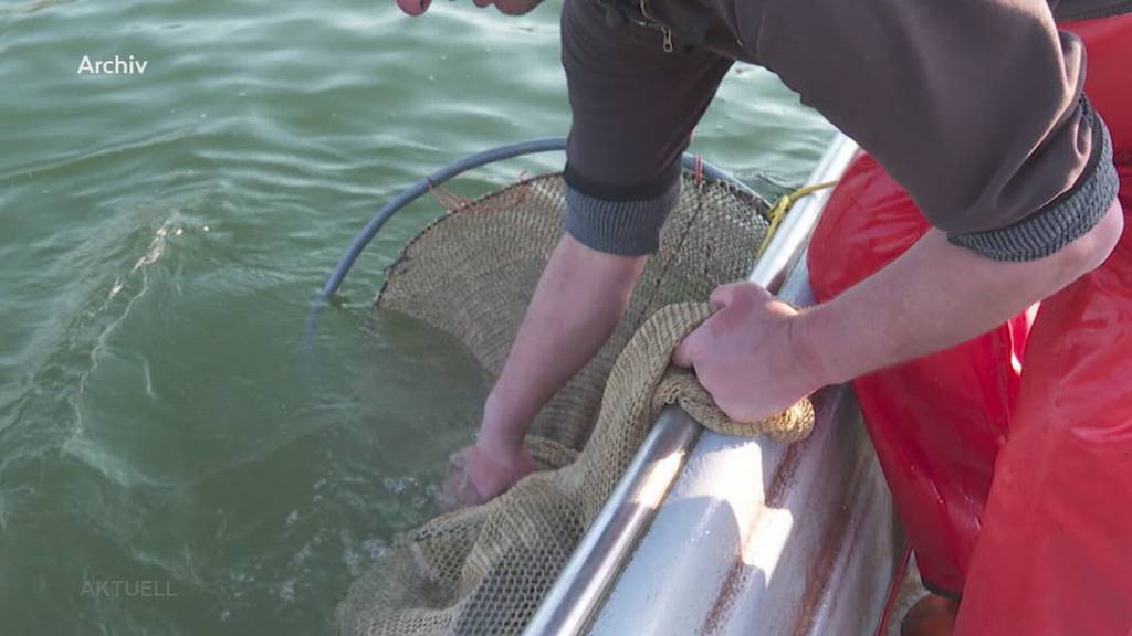 PFAS-Belastung: Wird die Chemikalie bald auch zum Problem für Bauern?