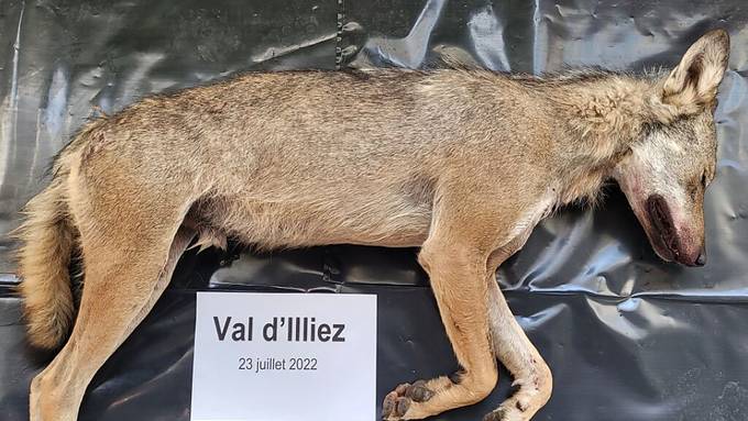 Wildhüter erschiessen Wolf im Val d'Illiez (VS)