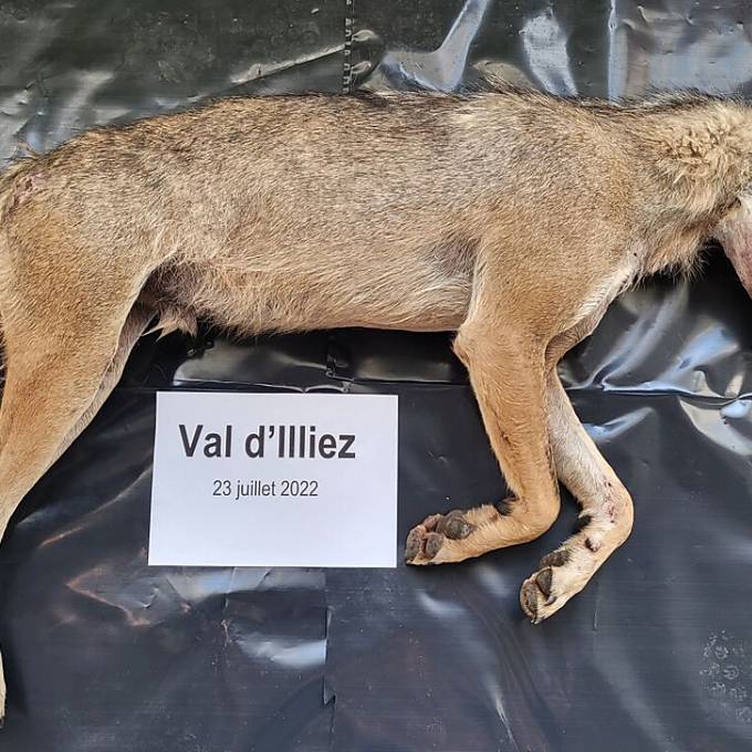 Wildhüter erschiessen Wolf im Val d'Illiez (VS)