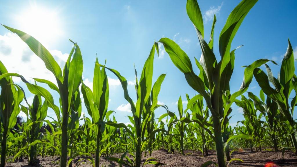Unterhändler der EU-Staaten und des Europaparlaments einigten sich auf eine Lockerung der bislang strengen EU-Gentechnikregeln. (Archivbild)