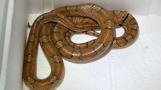 Polizist fängt 1,5 Meter lange Schlange – wem gehört das Tier?