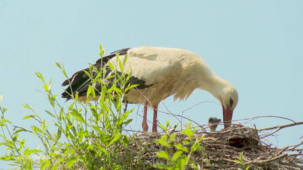 Ärger im Storchenparadies