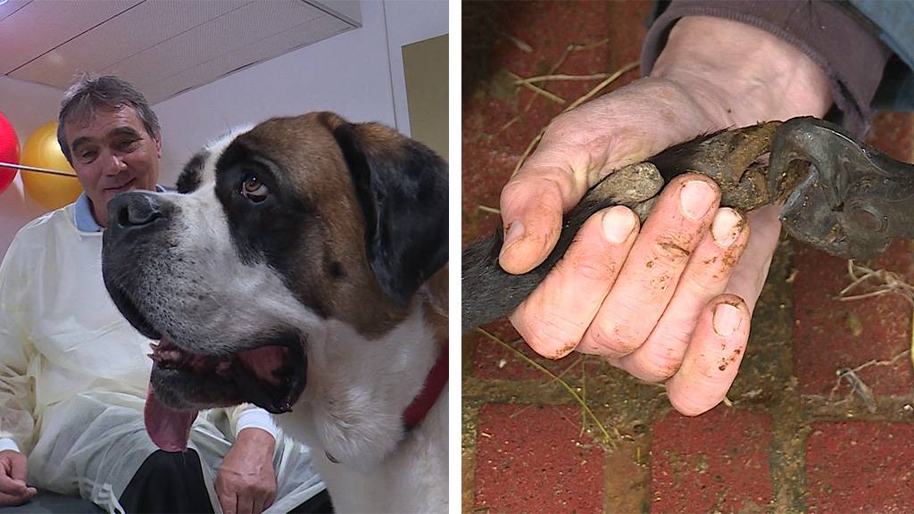 Bernhardiner als Sozialhund / Klauenpflege im Knies Kinderzoo