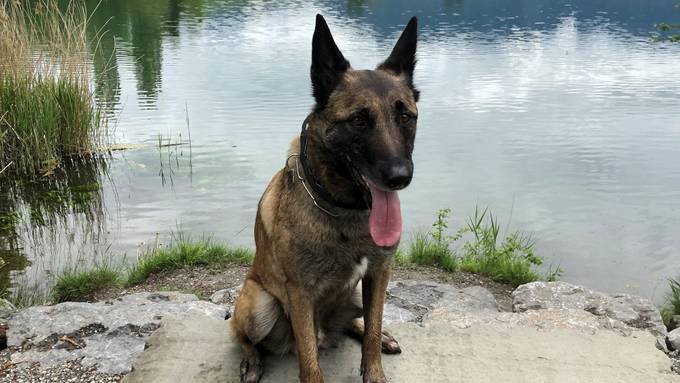 Hund «Sec» erschnüffelt sechs Kilogramm Heroin an Grenze
