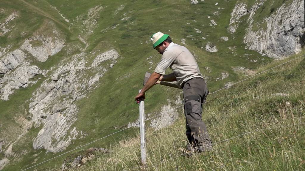 Meglisalp-Reportage Teil 2 – Verantwortung für die Alp