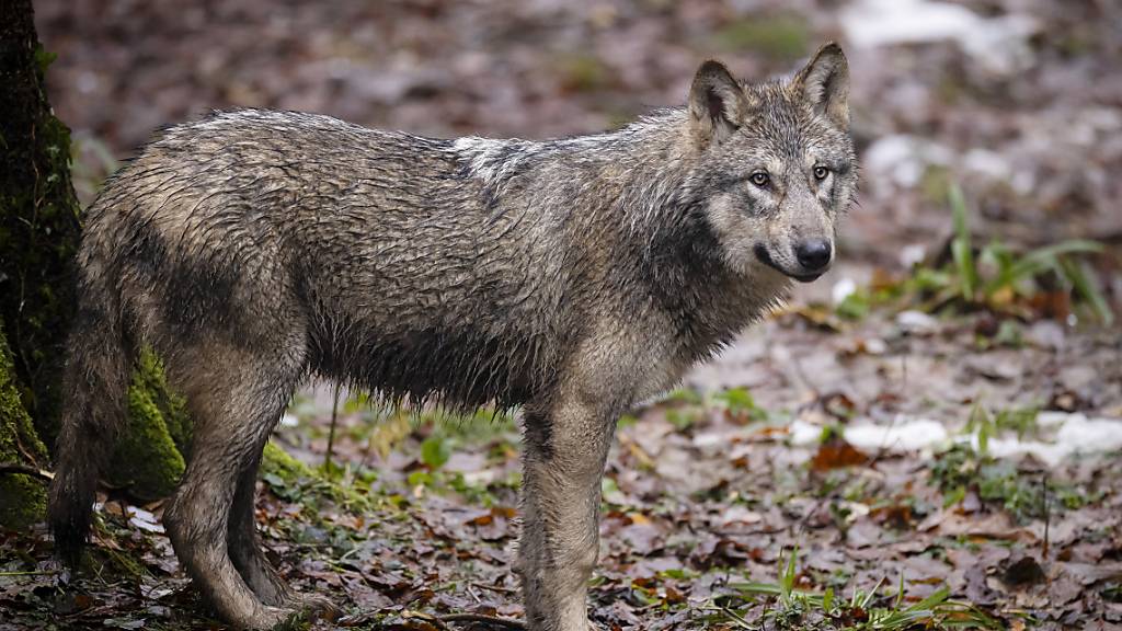 Für die Naturschutzorganisationen ist die Zahl der bewilligten Abschüsse von Wölfen zu hoch. (Symbolbild)