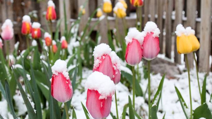 «Wintereinbruch ist heikel für Pflanzen»