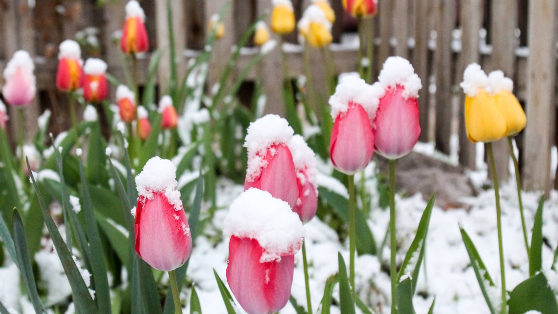 Überleben die Tulpen das Winterwochenende?