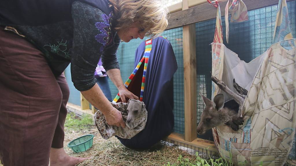 Ersatzbeutel für die verwaisten Beuteltiere: Gerettete junge Graue Kängurus in einer Station südlich von Sydney.