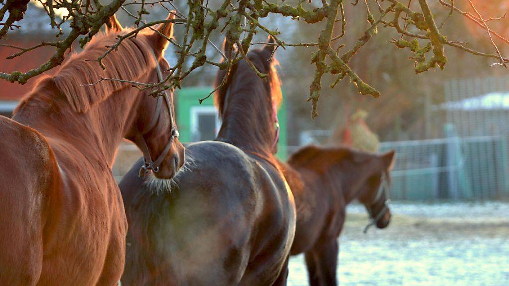 Von Natur aus fühlen sich Pferde am wohlsten in der Herde und wenn sie fast ständig in Bewegung sein können.