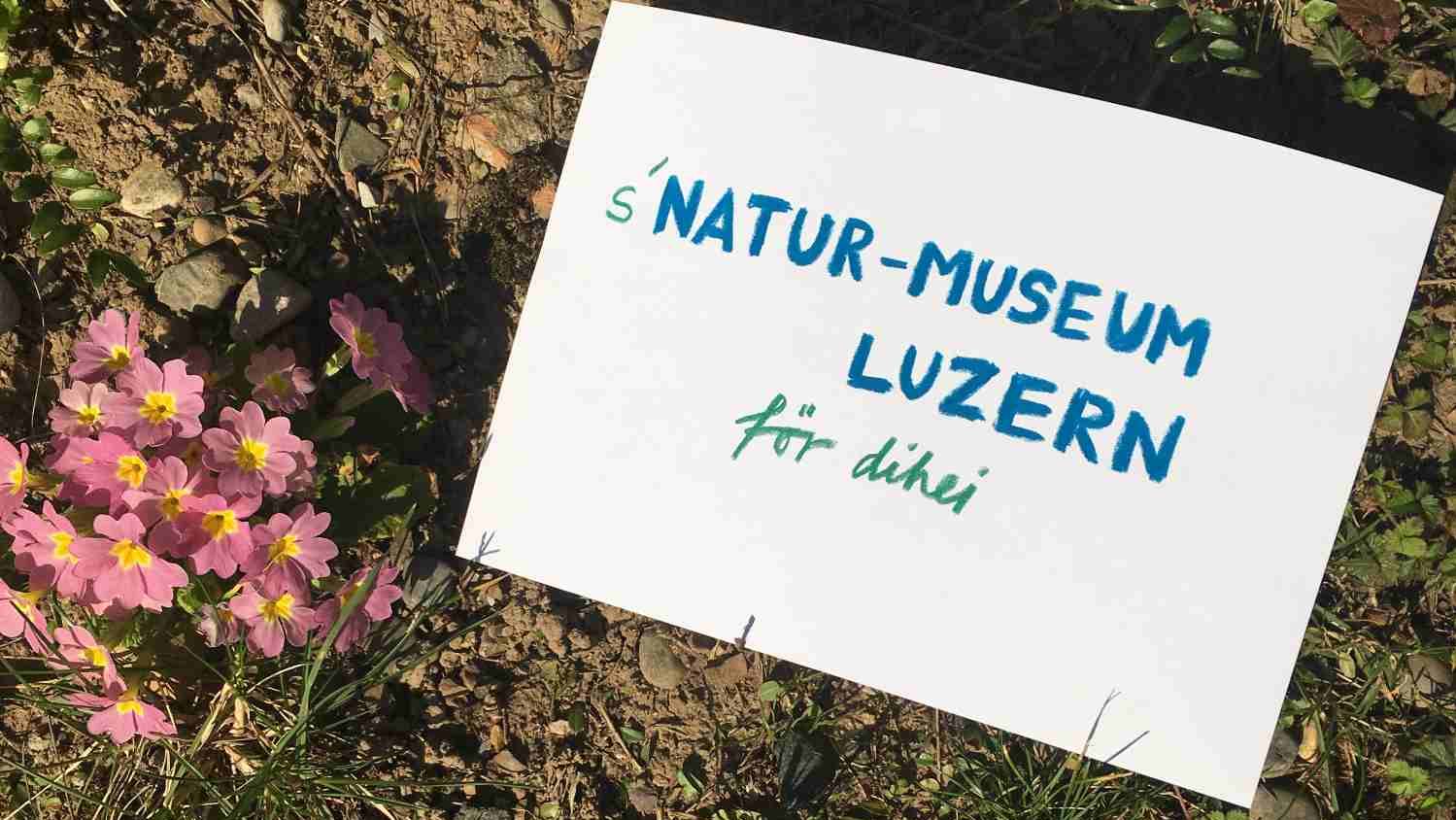 Das Natur-Museum und das Historische Museum Luzern bieten zwei neue Online-Formate.