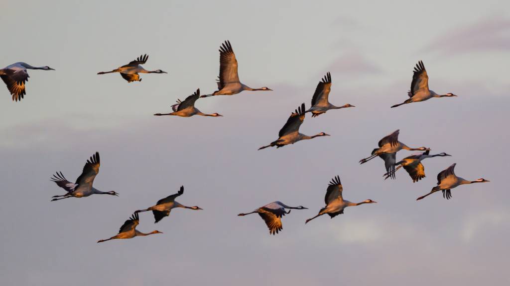 Kraniche fliegen vermehrt durch die Schweiz. (Archivbild)