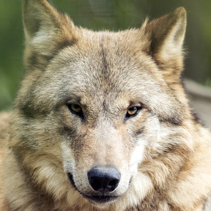 J01 Jahresrückblick 22: Wolf zurück im Mittelland