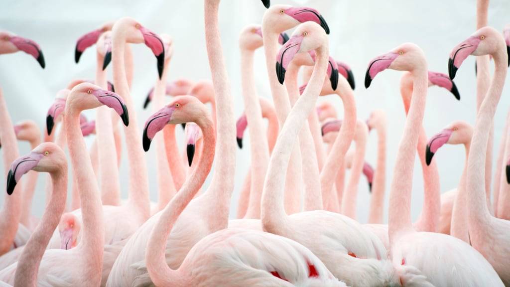 2016 mussten die Flamingos im Tierpark Bern ins Glashaus, um sich nicht mit der Vogelgrippe zu infizieren. Nun wird in einem grossangelegten Versuch geprüft, ob Zoovögel wirksam und verträglich geimpft werden können. (Archivbild)