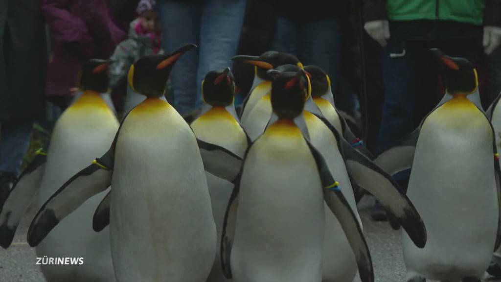 Pinguin Parade durch den Zürizoo