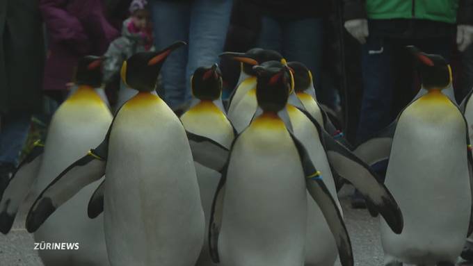 Pinguin Parade durch den Zürizoo