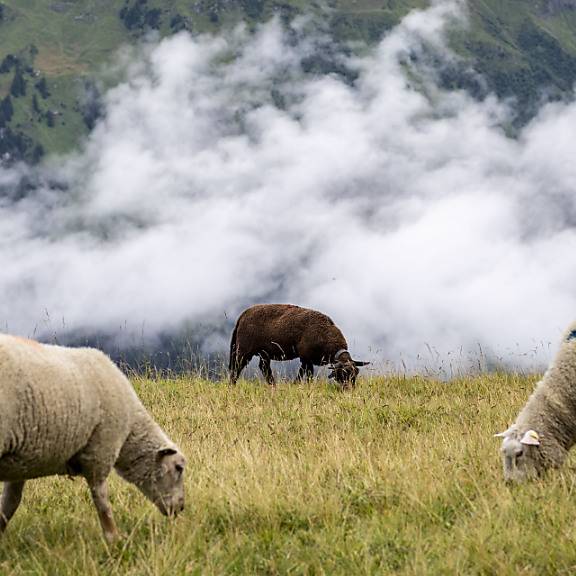 Wolf reisst im Berner Jura mehrere Schafe