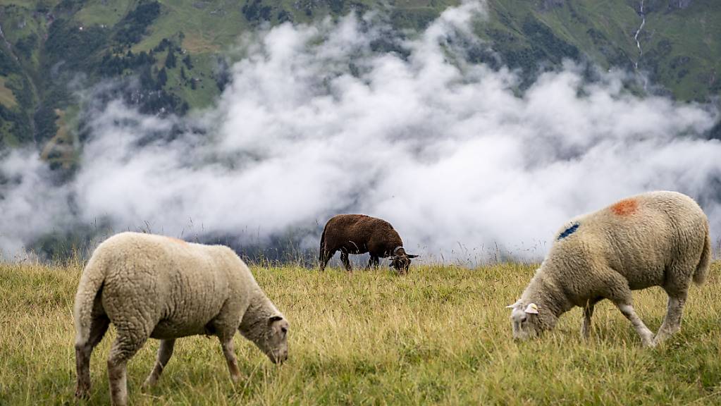 Ende Juli wurden mehrere Schafe im Berner Jura von einem Wolf getötet. (Symbolbild)