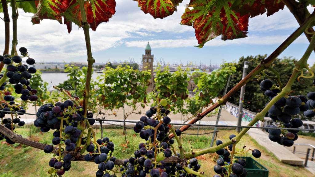 Die Weinernte in Deutschland wird diesen Herbst so gering ausfallen wie seit Jahren nicht: (Symbolbild)
