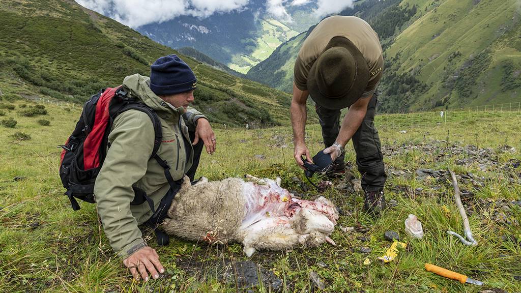 Wildhüter untersucht gerissenes Schaf