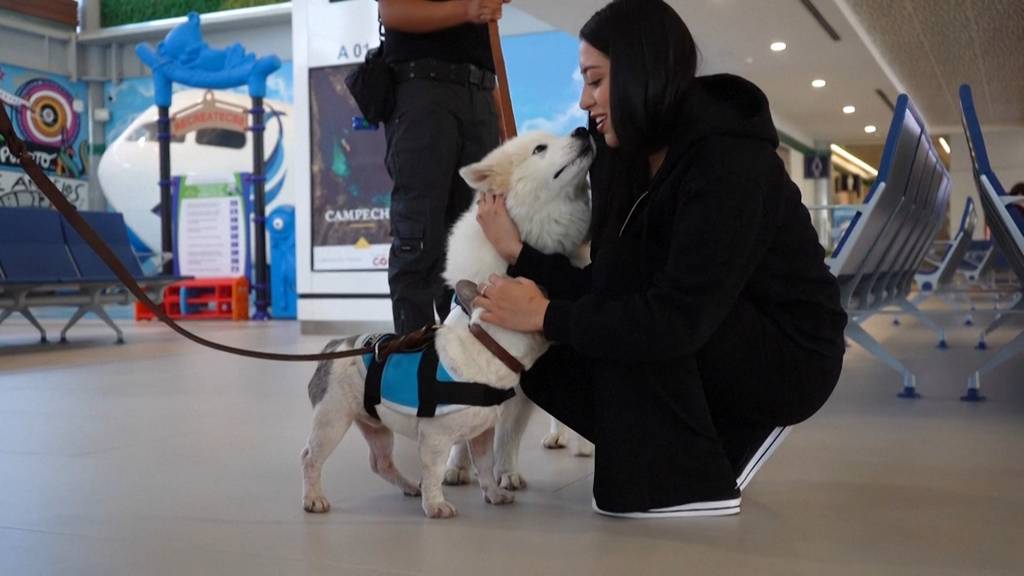 Hunde helfen gestressten Reisenden an Flughafen in Mexiko