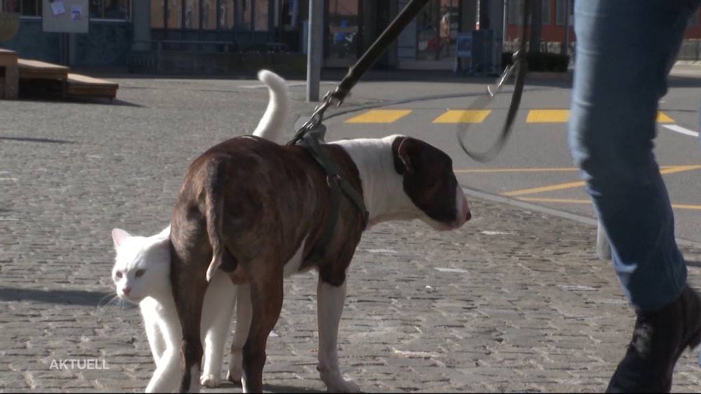 Hund und Katze gehen zusammen auf die Gasse