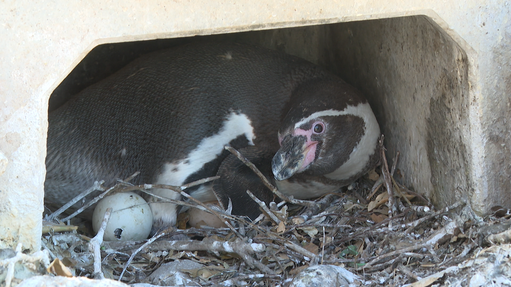 Nestkontrolle Humboldtpinguine