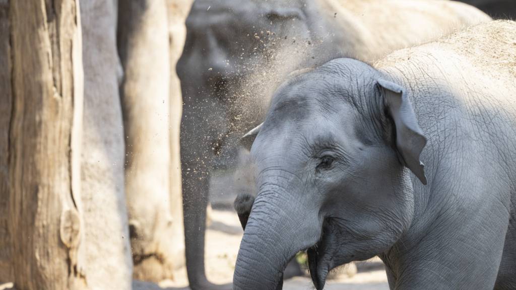 Zoo Zürich schläfert Elefantenbaby kurz nach Geburt ein