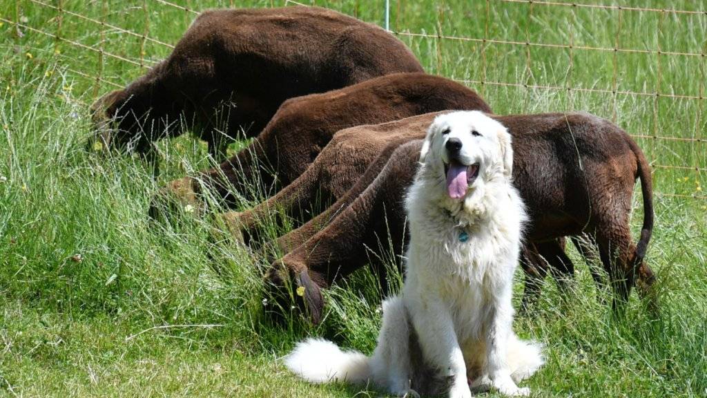 Ein Herdenschutzhund und eine Schafherde. Wanderer sollten ruhig an Schutzhunden vorbeigehen und beispielsweise nicht mit dem Wanderstock herum fuchteln. Auch freundliches Zureden kann helfen. (Archivbild)