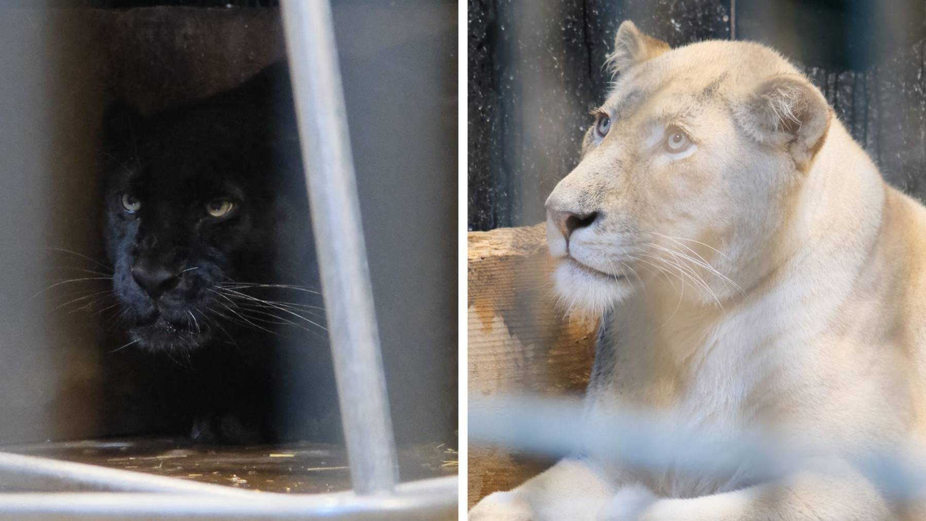 Leopard und Löwin gemeinsam im Sikypark