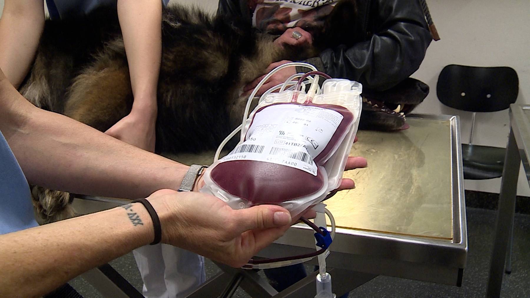Hunde spenden Blut
