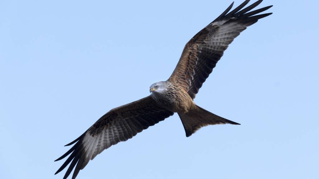 Wo die flugtechnischen Verhältnisse für Rotmilane besonders gut sind, sind oft auch ideale Standorte für Windkraftanlagen. (Symbolbild)