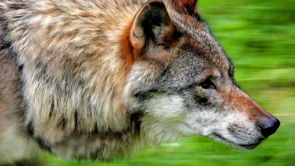 Naturschützer befürchten bei einem Ja zum Jagdgesetz am 27. September, dass unter anderem der Wolf in der Schweiz vom Jäger zum Gejagten wird.