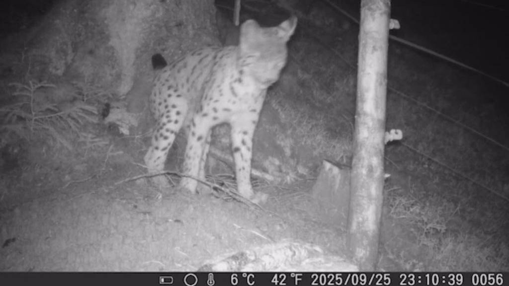 Schafhirt trifft Massnahmen wegen Luchs in Unterägeri
