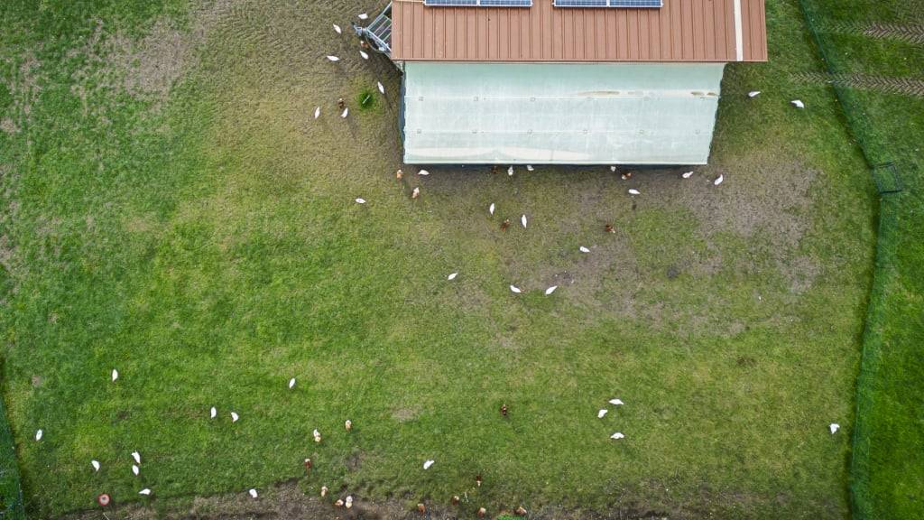 Einfach so im Freien weiden dürfen Hühner vorerst nicht mehr. (Symbolbild)