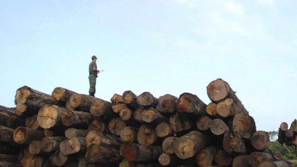 Razzia im brasilianischen Regenwald: Seltene Baumarten werden oft illegal gefällt und teuer im Ausland verkauft (Symbolbild).