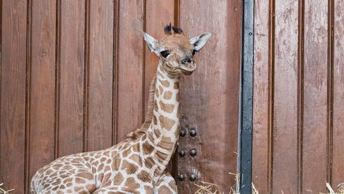 Giraffen-Baby im Basler Zoo geboren