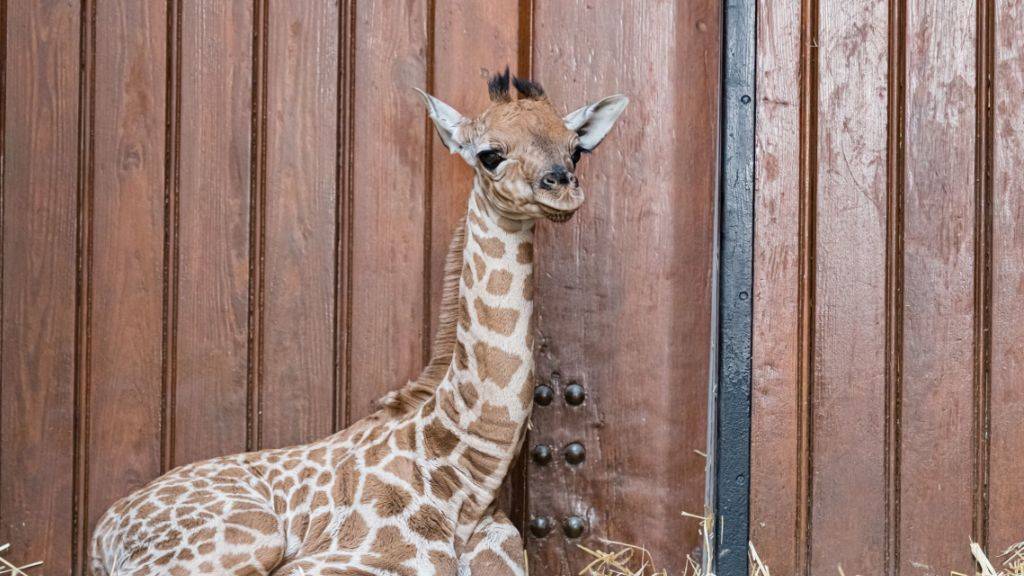 Rohaya wurde am späten Nachmittag des 4. November um 16.34 Uhr im Zoo Basel geboren.