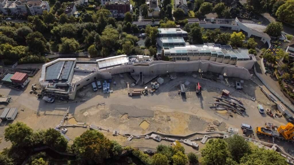 Beim Bau der Pantanal-Voliere im Zoo Zürich kommt es zu Verzögerungen. Der Zoo muss eine neue Stahlbaufirma suchen.