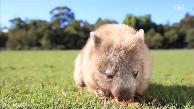 Deshalb sind Wombats die coolsten Tiere 