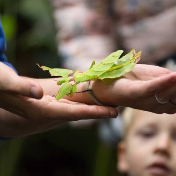 Zoo Zürich verfüttert zwei Tonnen Insekten pro Jahr