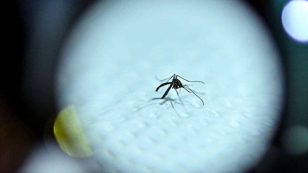 Stechmücken übertragen das Dengue-Virus vor allem in den Tropen und Subtropen. (Archivbild)