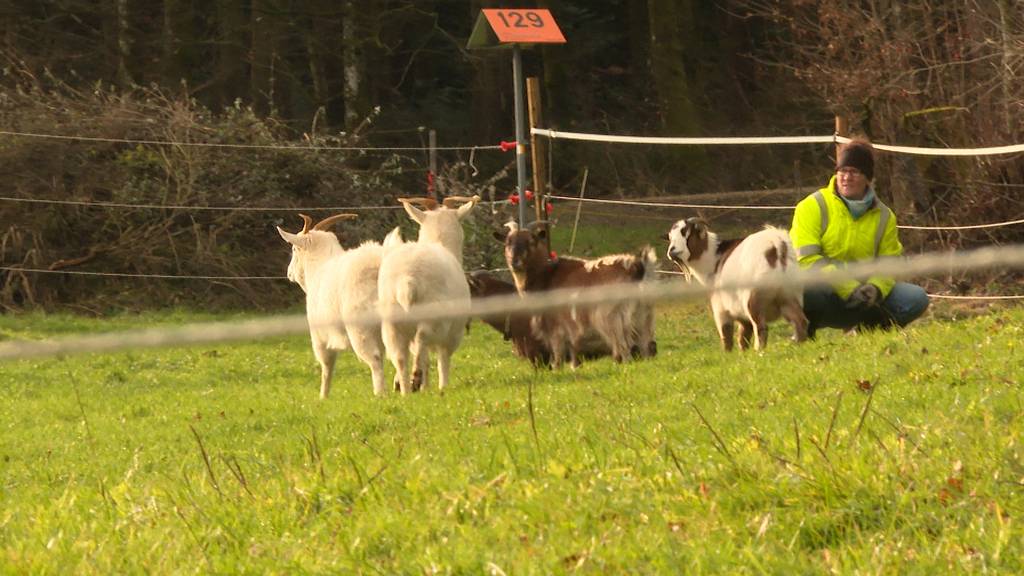 Nicht nur in Kölliken: Diese tierischen Ausbrecher hielten den Aargau auf Trab