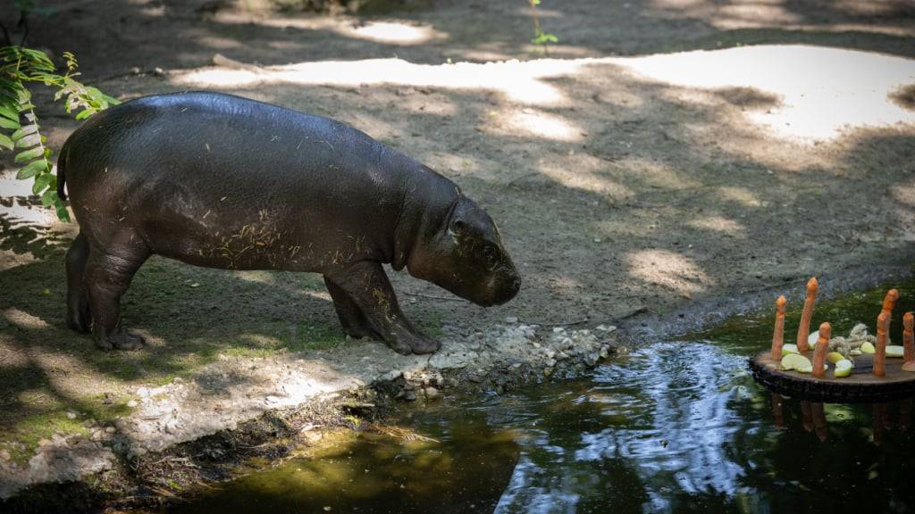 Für das beliebte Zwergflusspferd Toni aus dem Berliner Zoo heisst es in wenigen Tagen «au revoir». (Archivbild)